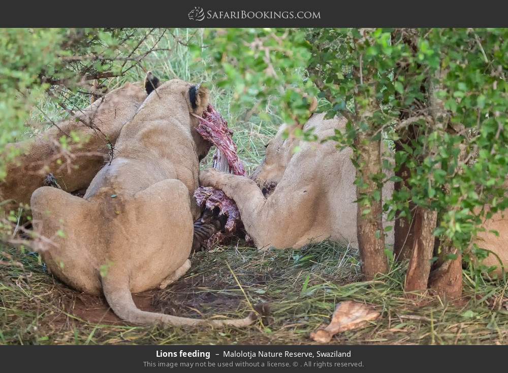 Lions feeding in Hlane Royal National Park, Eswatini