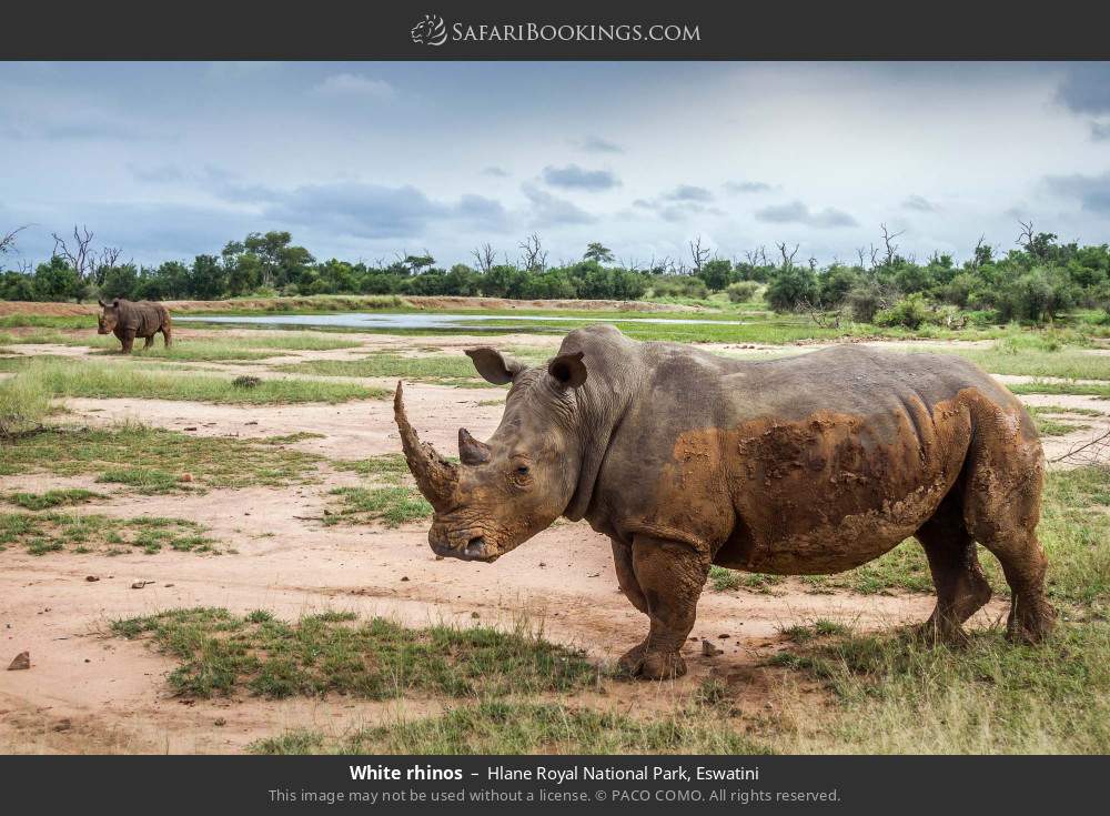 White rhinos in Hlane Royal National Park, Eswatini