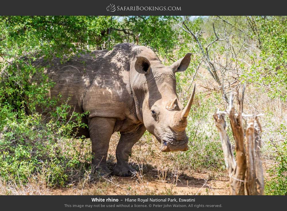 White rhino in Hlane Royal National Park, Eswatini