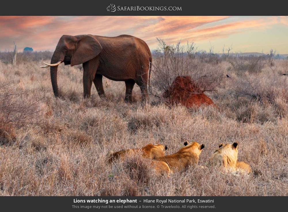 Lions watching an elephant in Hlane Royal National Park, Eswatini