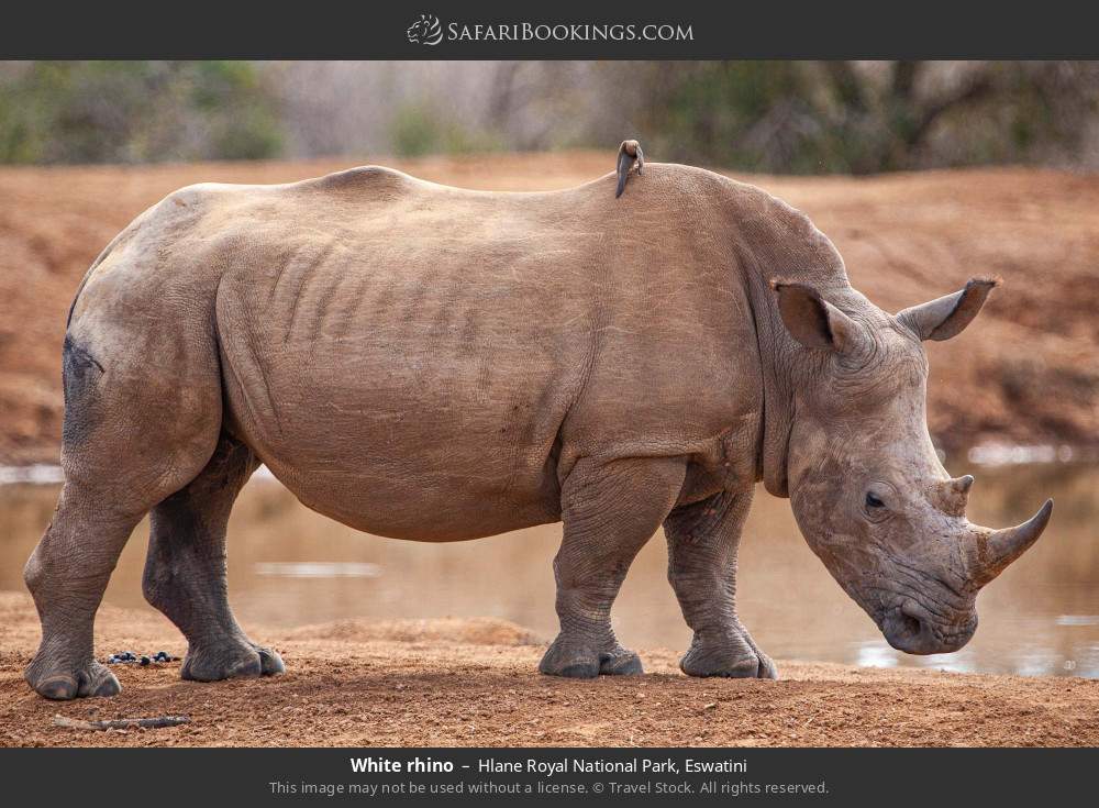 White rhino in Hlane Royal National Park, Eswatini