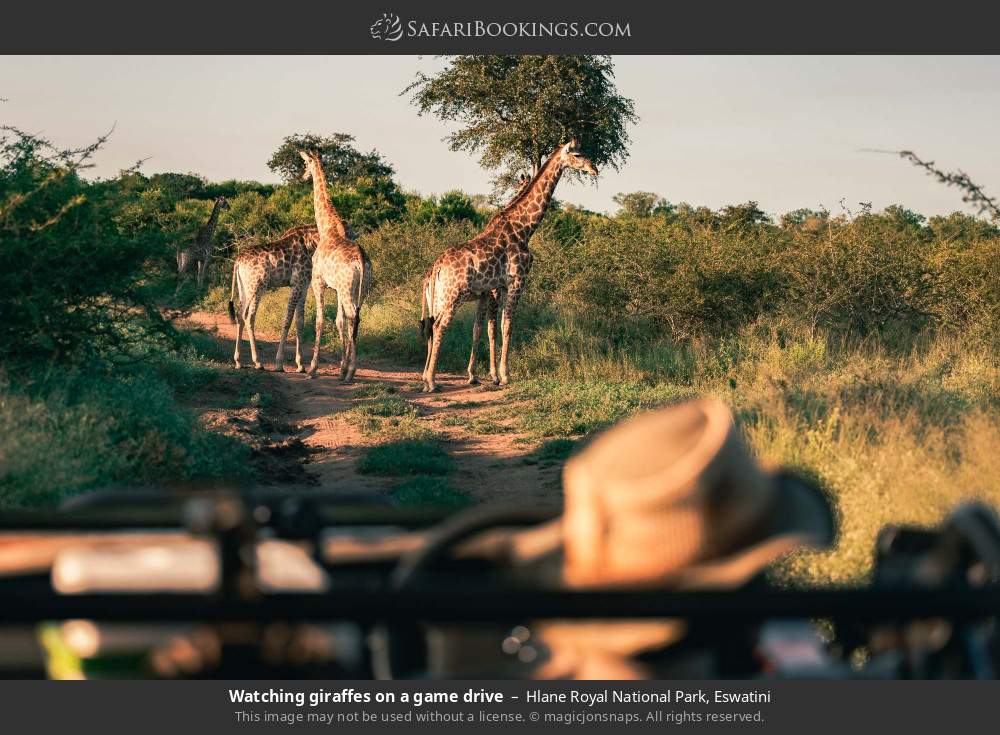 Watching giraffes on a game drive in Hlane Royal National Park, Eswatini