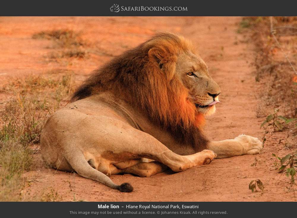 Male lion in Hlane Royal National Park, Eswatini