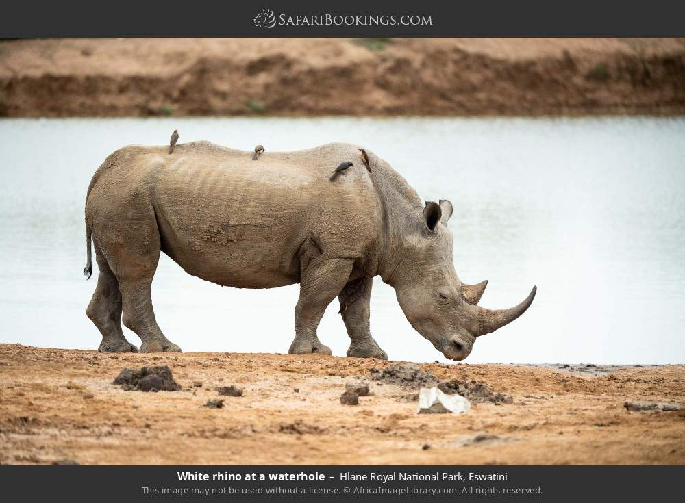 White rhino at a waterhole in Hlane Royal National Park, Eswatini