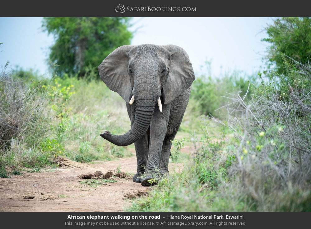 African elephant walking on the road in Hlane Royal National Park, Eswatini