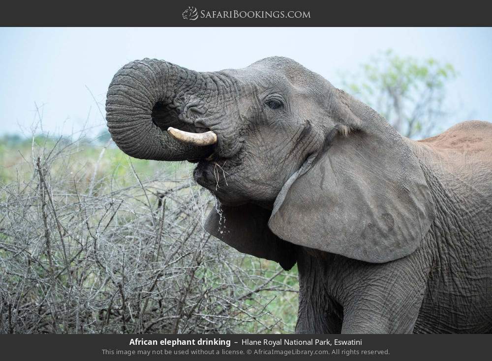 African elephant drinking in Hlane Royal National Park, Eswatini