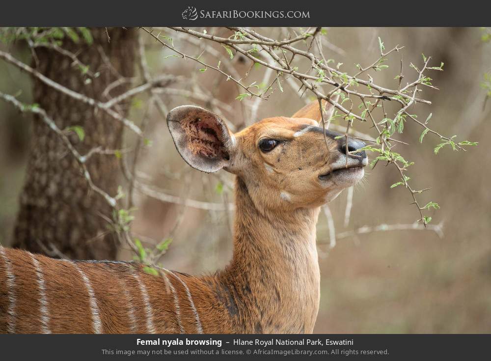 Femal nyala browsing in Hlane Royal National Park, Eswatini