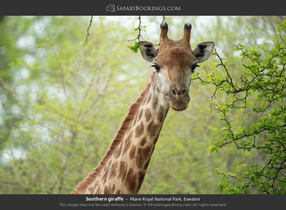 Southern giraffe in Hlane Royal National Park, Eswatini