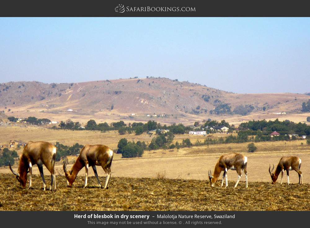 Herd of blesbok in dry scenery in Malolotja Nature Reserve, Eswatini