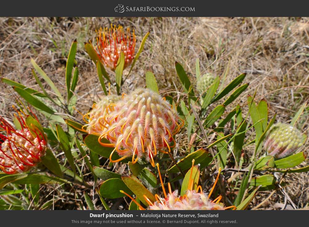 Dwarf pincushion in Malolotja Nature Reserve, Eswatini