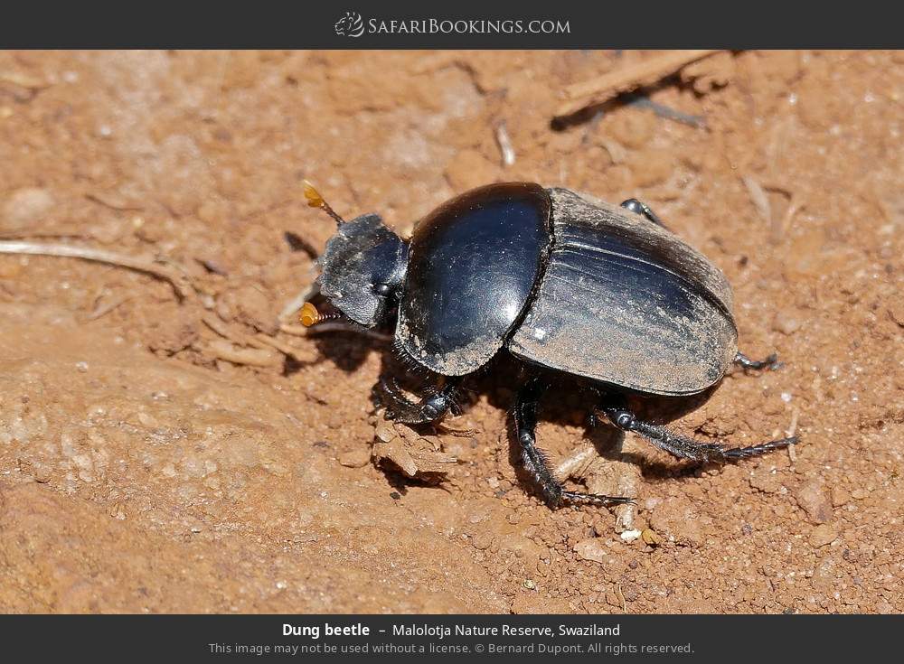 Dung beetle in Malolotja Nature Reserve, Eswatini