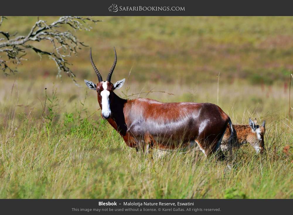 Blesbok in Malolotja Nature Reserve, Eswatini