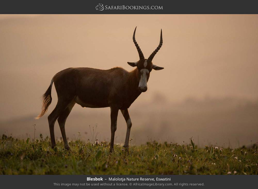 Blesbok in Malolotja Nature Reserve, Eswatini