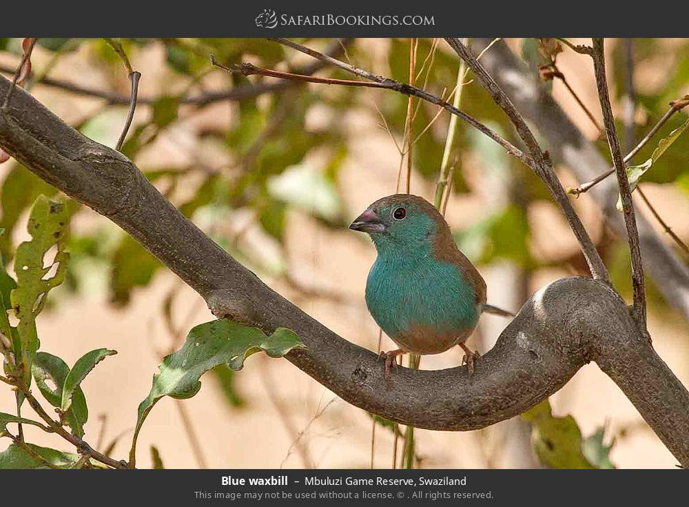 Blue waxbill in Mbuluzi Game Reserve, Eswatini