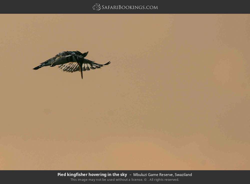 Pied kingfisher hovering in the sky in Mbuluzi Game Reserve, Eswatini