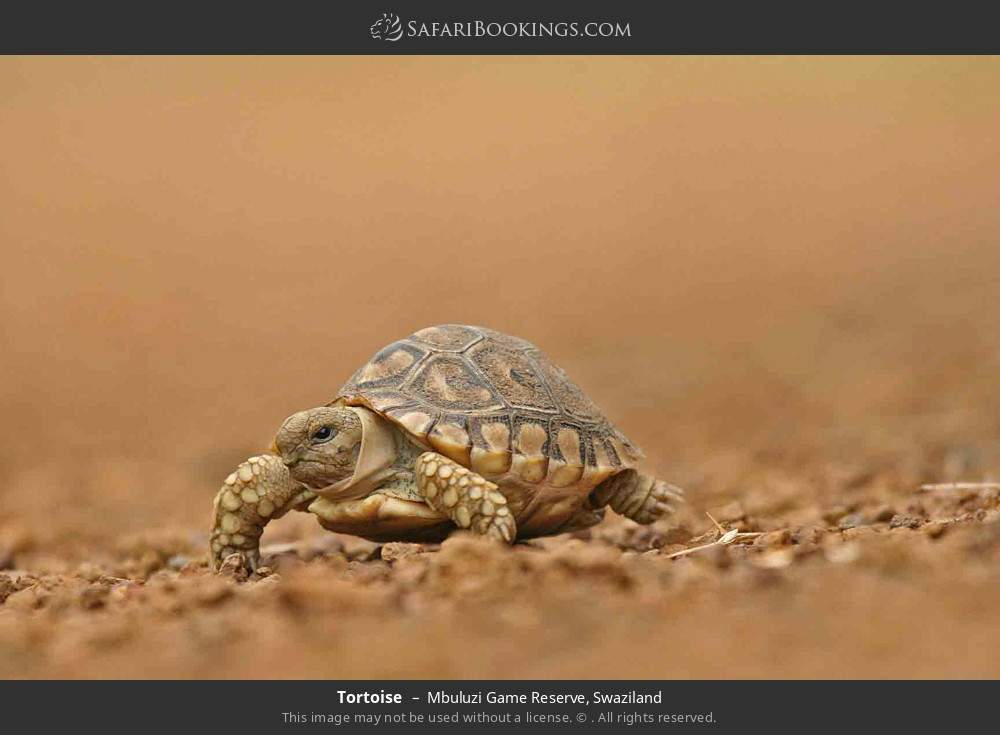 Tortoise in Mbuluzi Game Reserve, Eswatini