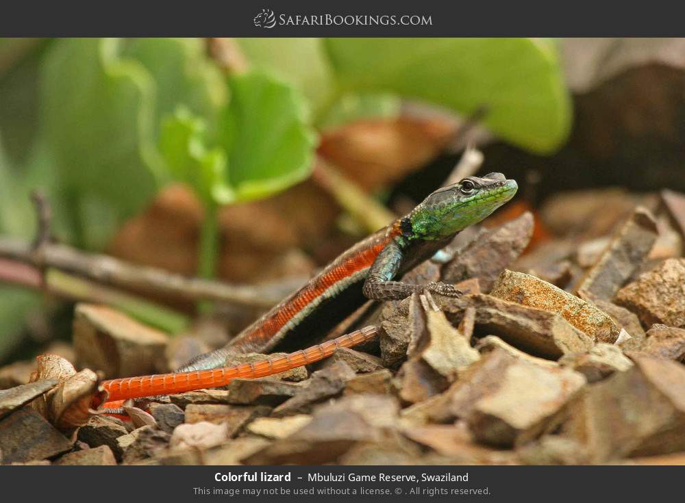 Colorful lizard in Mbuluzi Game Reserve, Eswatini