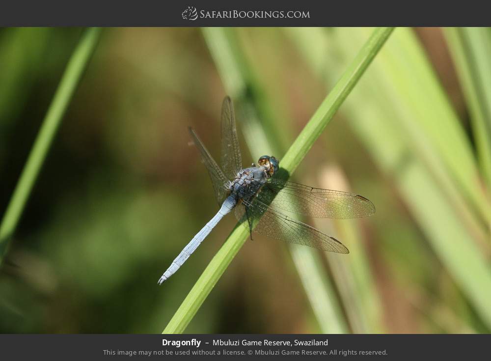 Dragonfly in Mbuluzi Game Reserve, Eswatini
