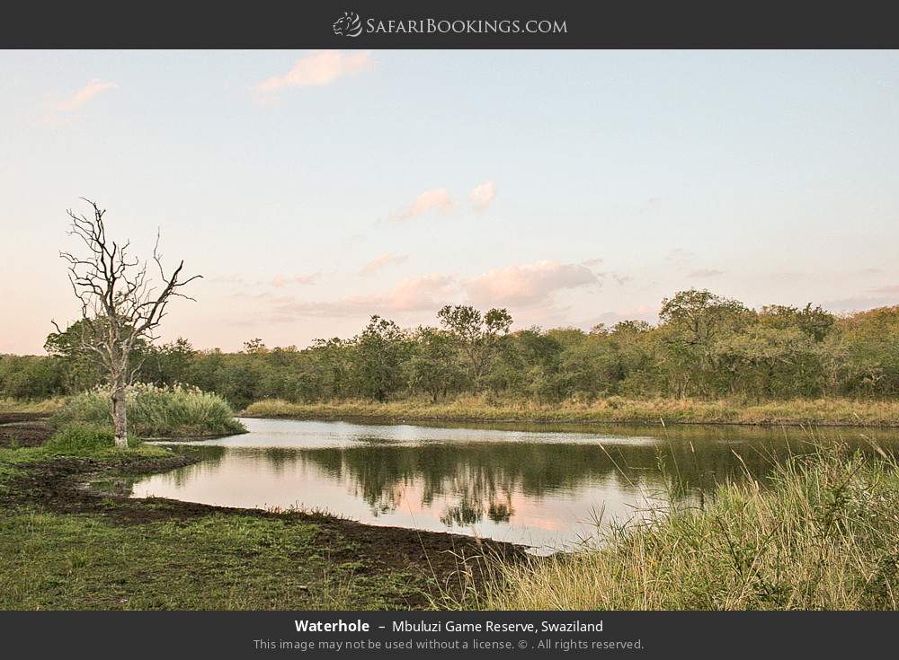 Waterhole in Mbuluzi Game Reserve, Eswatini