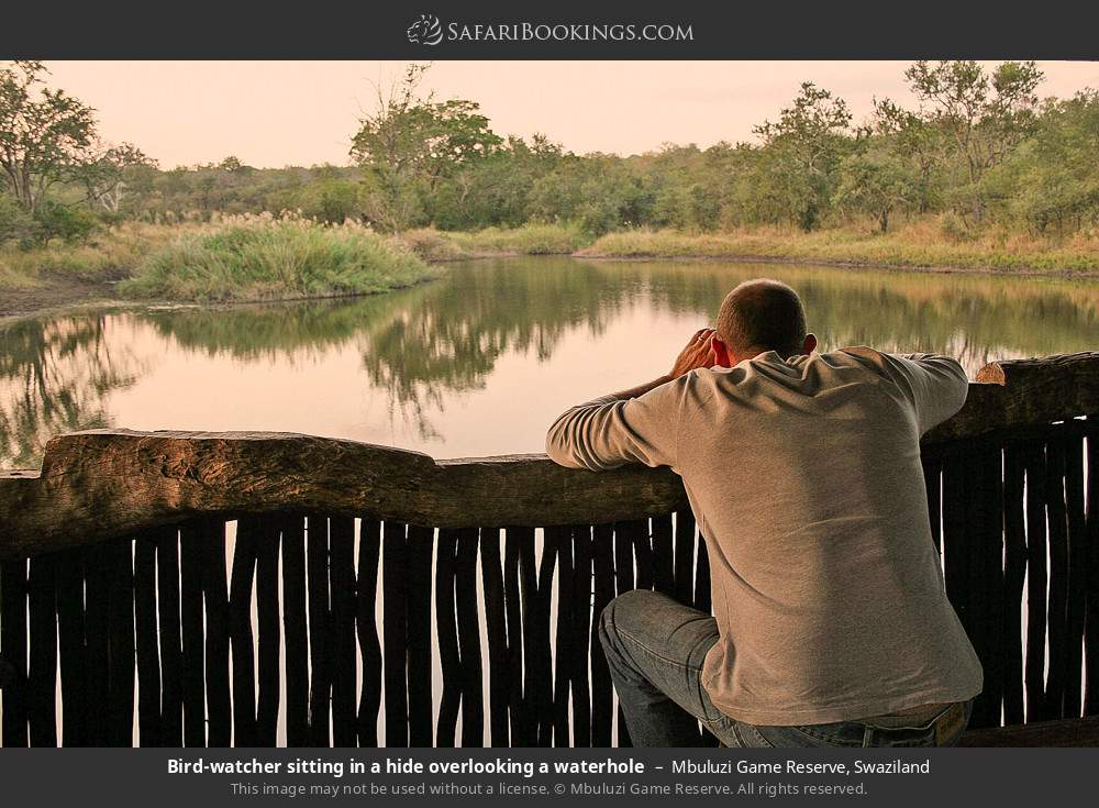 Bird-watcher sitting in a hide overlooking a waterhole in Mbuluzi Game Reserve, Eswatini