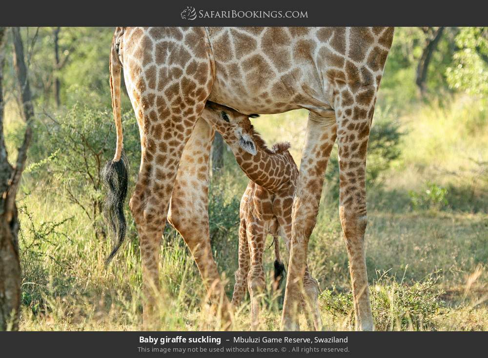 Baby giraffe suckling in Mbuluzi Game Reserve, Eswatini