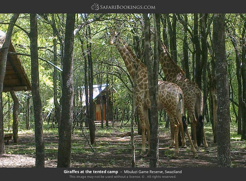 Giraffes at the tented camp in Mbuluzi Game Reserve, Eswatini
