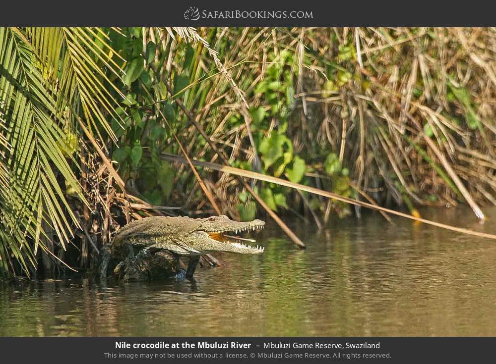 Nile crocodile at the Mbuluzi River in Mbuluzi Game Reserve, Eswatini
