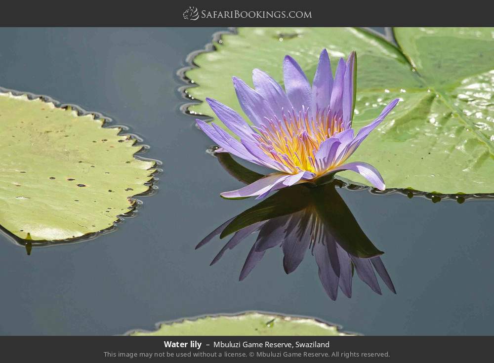Water lily in Mbuluzi Game Reserve, Eswatini