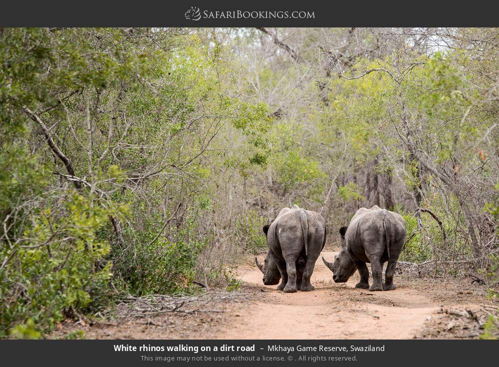 White rhinos walking on a dirt road in Mkhaya Game Reserve, Eswatini