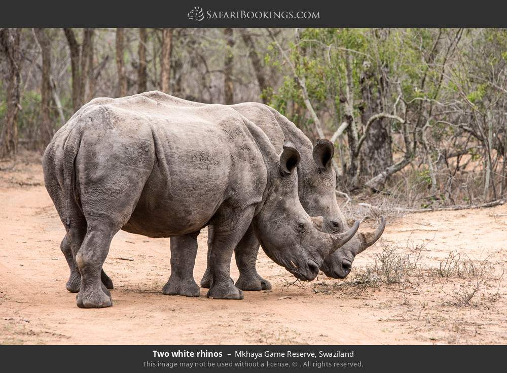 Two white rhinos in Mkhaya Game Reserve, Eswatini