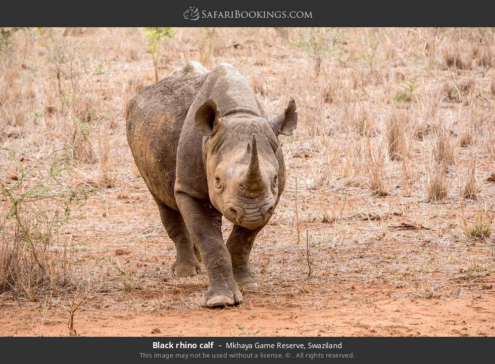 Black rhino calf in Mkhaya Game Reserve, Eswatini