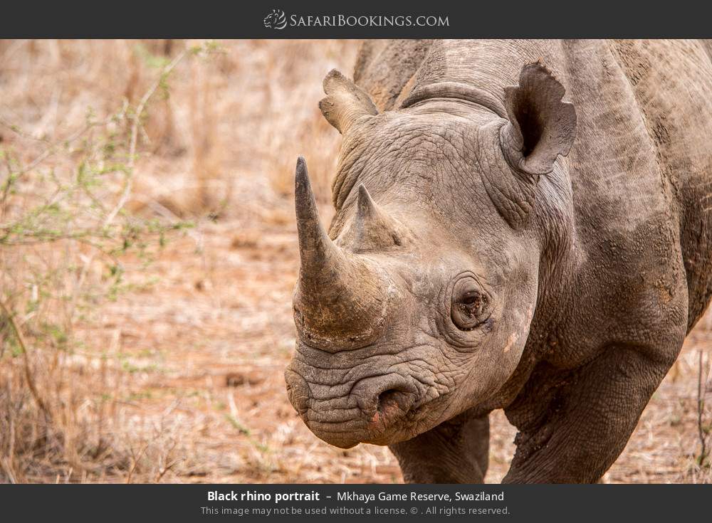 Black rhino portrait in Mkhaya Game Reserve, Eswatini