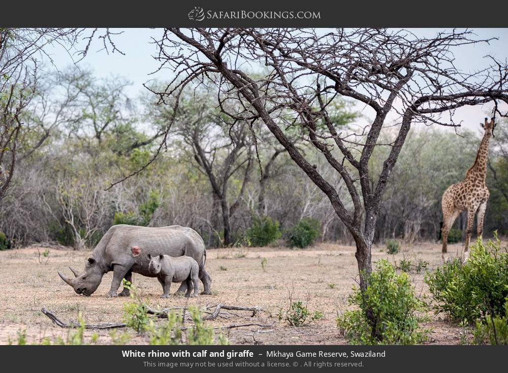 White rhino with calf and giraffe in Mkhaya Game Reserve, Eswatini