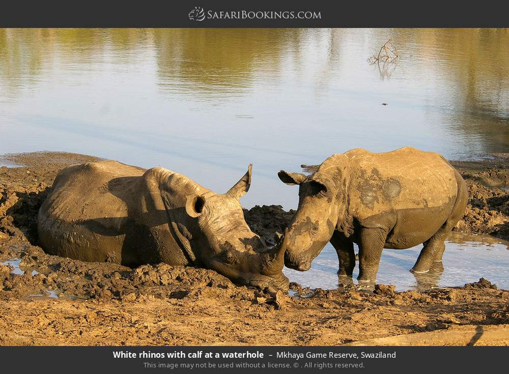 White rhinos with calf at a waterhole in Mkhaya Game Reserve, Eswatini