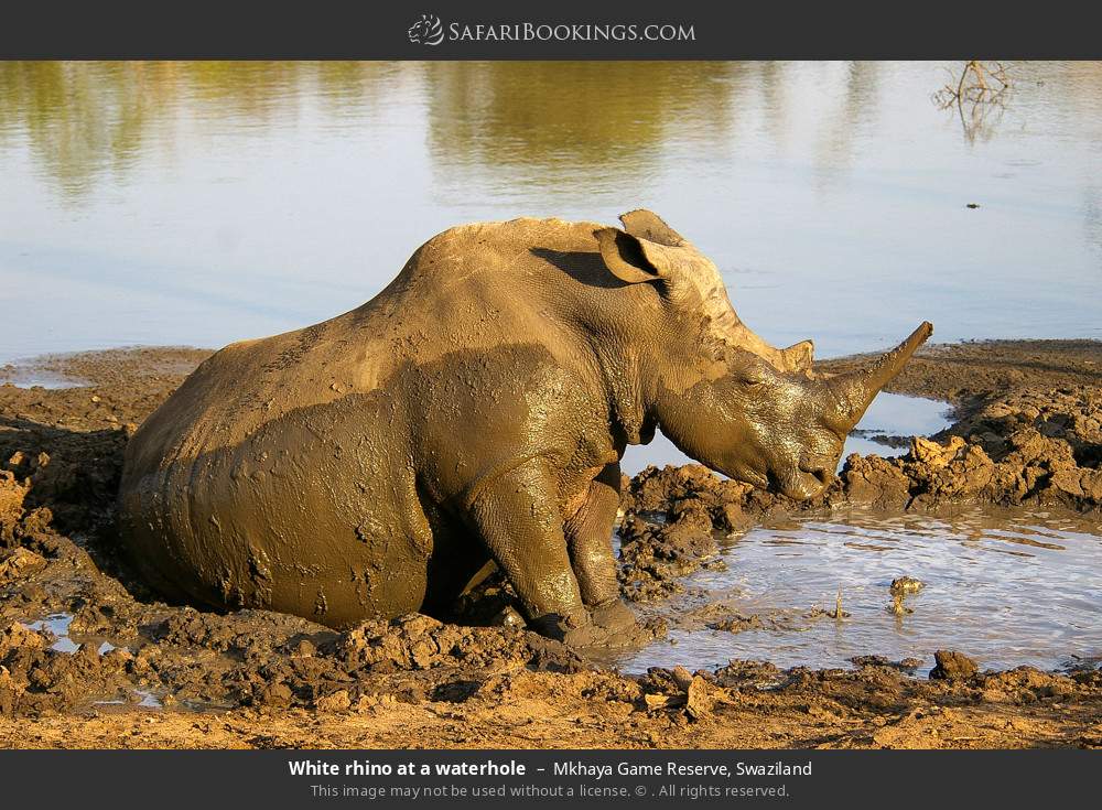 White rhino at a waterhole in Mkhaya Game Reserve, Eswatini