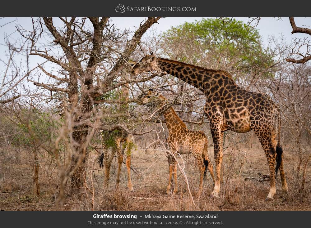 Giraffes browsing in Mkhaya Game Reserve, Eswatini