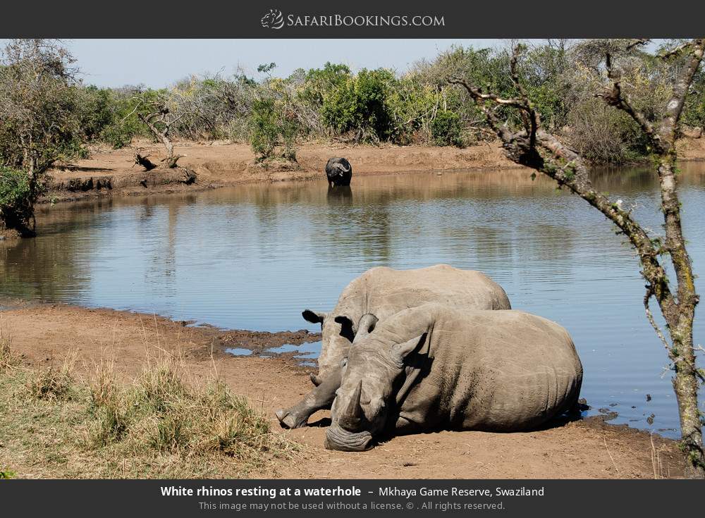 White rhinos resting at a waterhole in Mkhaya Game Reserve, Eswatini