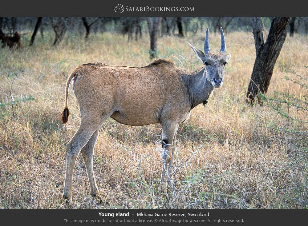 Young eland in Mkhaya Game Reserve, Eswatini