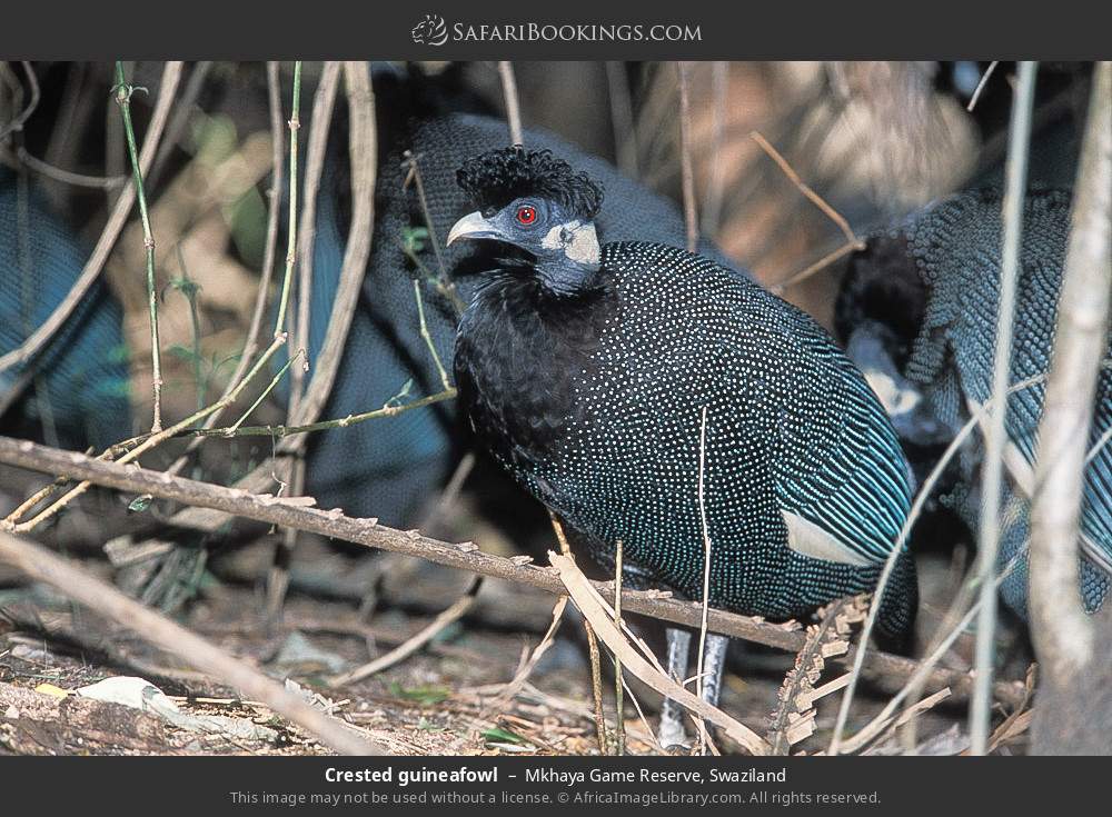 Crested guineafowl in Mkhaya Game Reserve, Eswatini