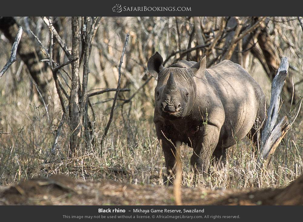Black rhino in Mkhaya Game Reserve, Eswatini