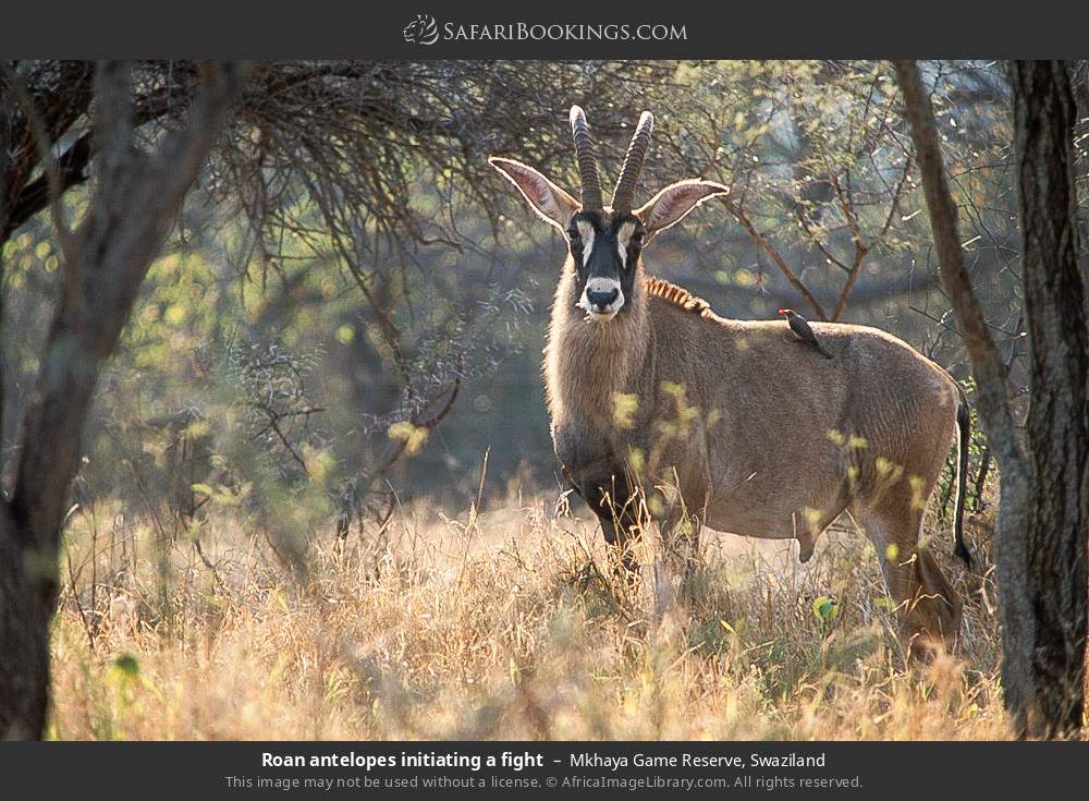 Roan antelope in Mkhaya Game Reserve, Eswatini