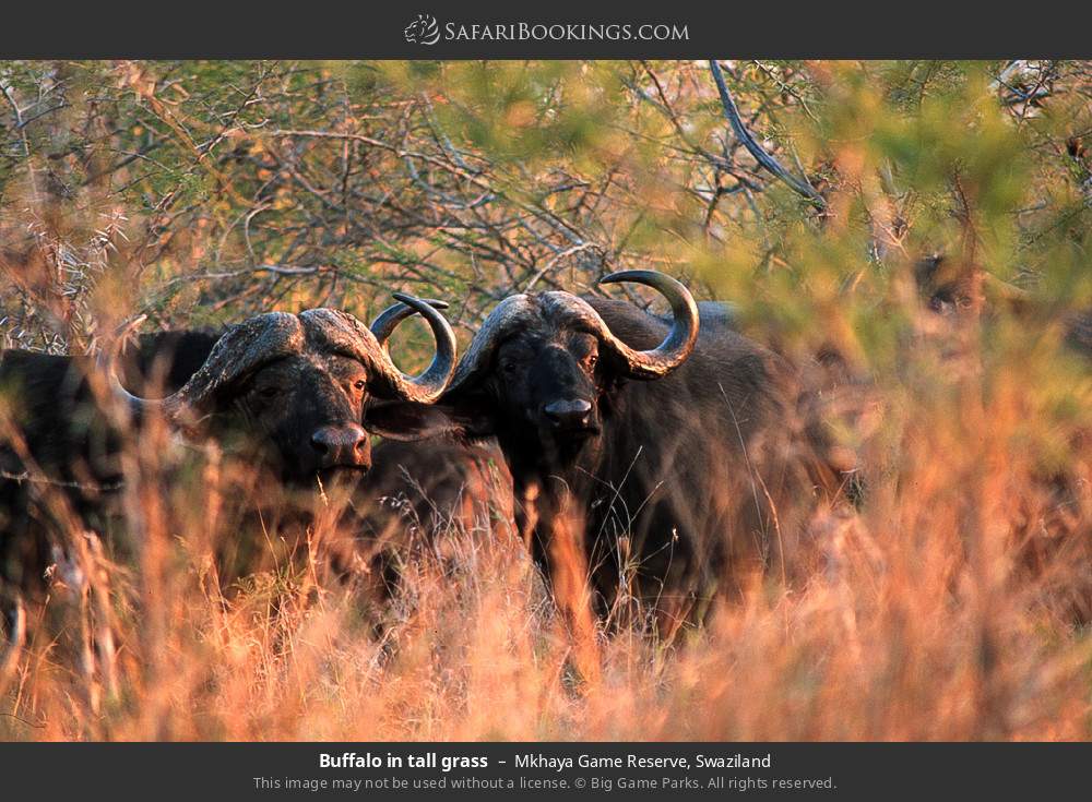 Buffalo in tall grass in Mkhaya Game Reserve, Eswatini