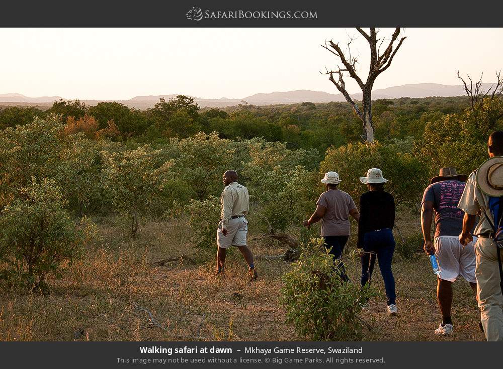 Walking safari at dawn in Mkhaya Game Reserve, Eswatini