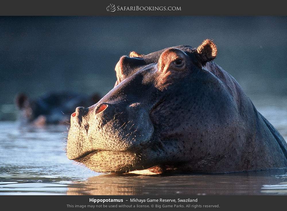 Hippopotamus in Mkhaya Game Reserve, Eswatini