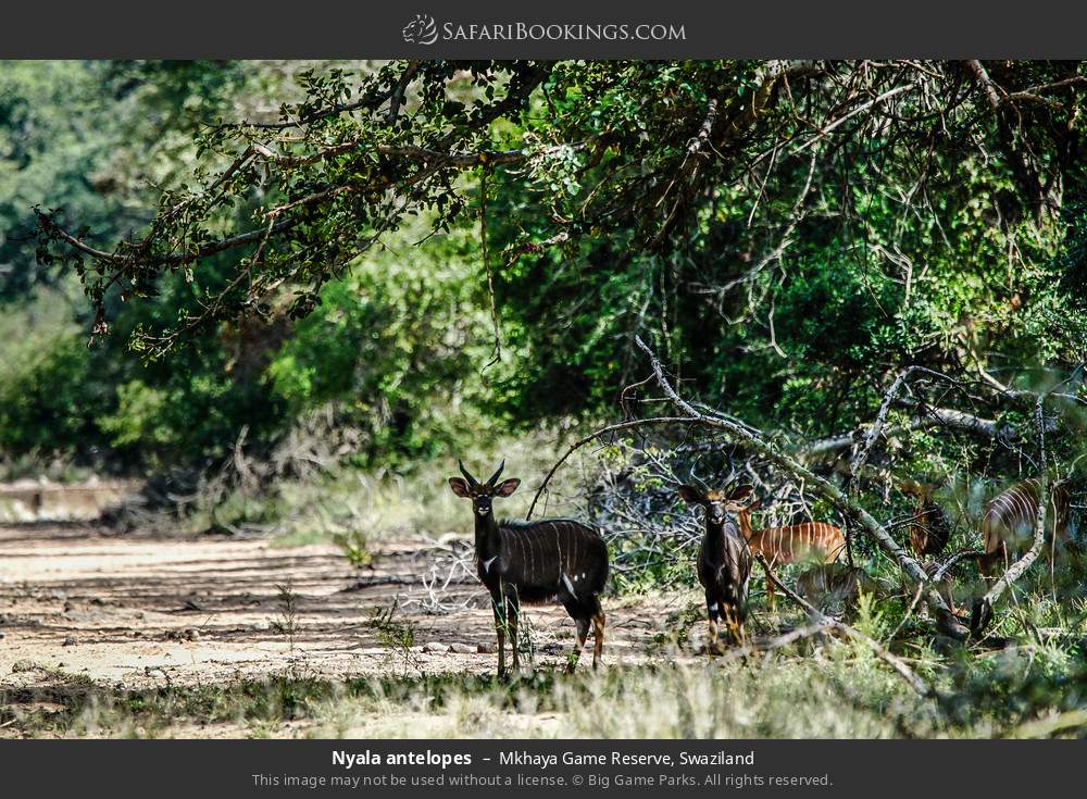Nyala antelopes in Mkhaya Game Reserve, Eswatini