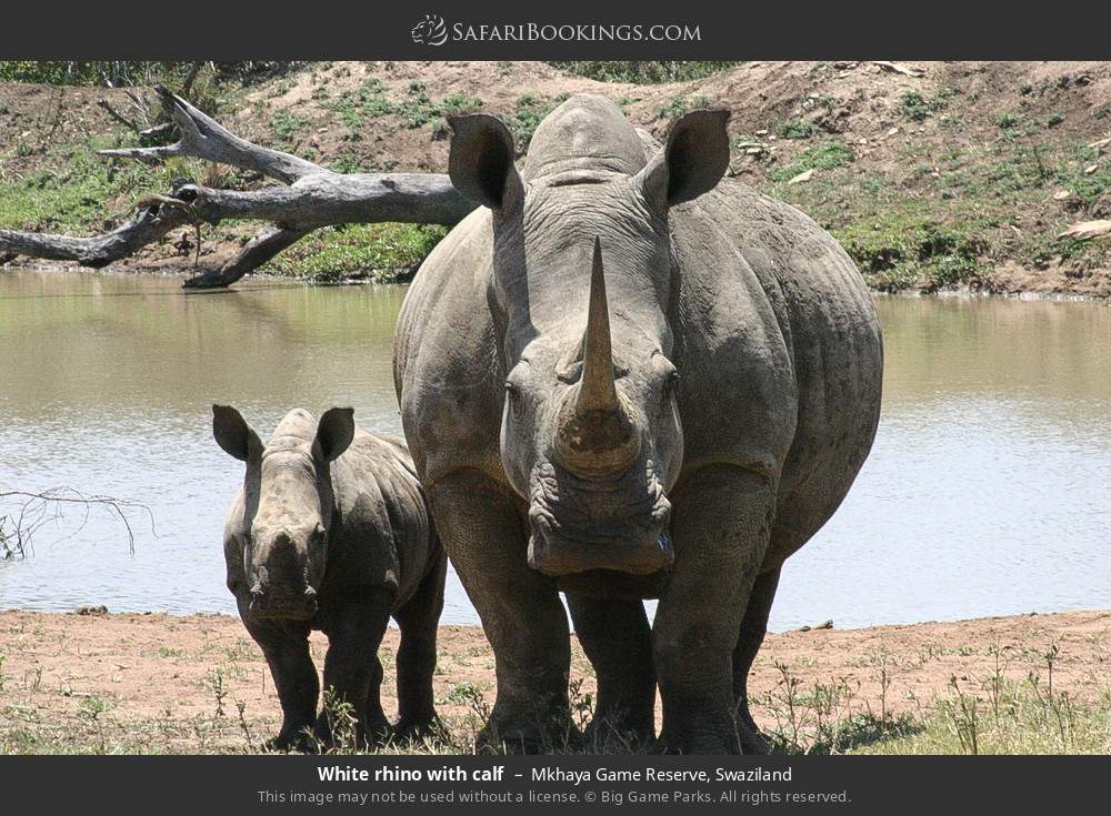 White rhino with calf in Mkhaya Game Reserve, Eswatini