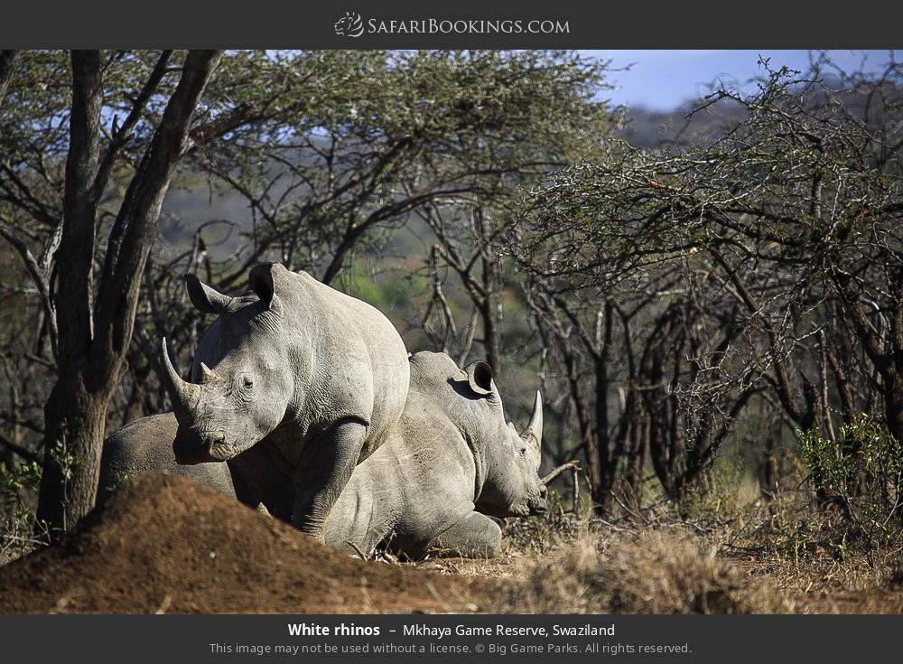 White rhinos in Mkhaya Game Reserve, Eswatini