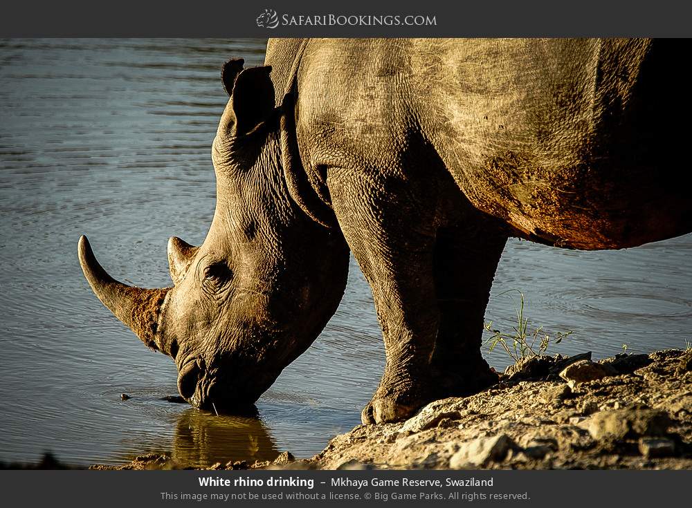 White rhino drinking in Mkhaya Game Reserve, Eswatini