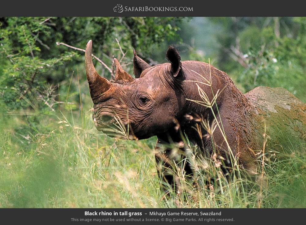 Black rhino in tall grass in Mkhaya Game Reserve, Eswatini