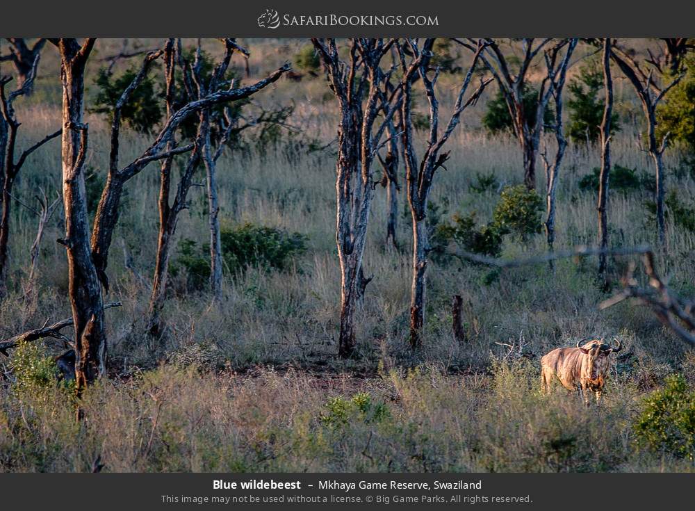 Blue wildebeest in Mkhaya Game Reserve, Eswatini